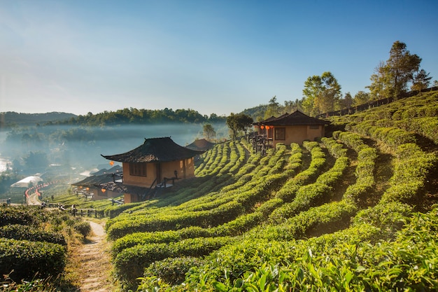 Beautiful scenic view of house in tea field on mountain in Mae Hong Son,Thailand