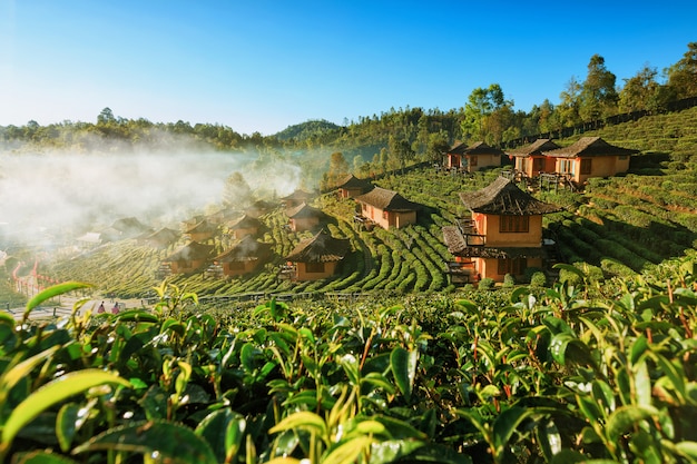 Beautiful scenic view of house in tea field on mountain in Mae Hong Son,Thailand