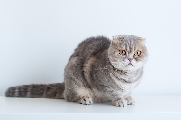 Beautiful scottish fold silver tabby portrait