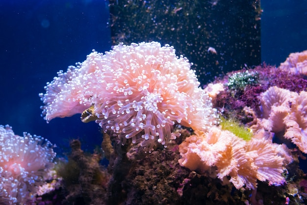 Beautiful sea flower in underwater world with corals and  fish.