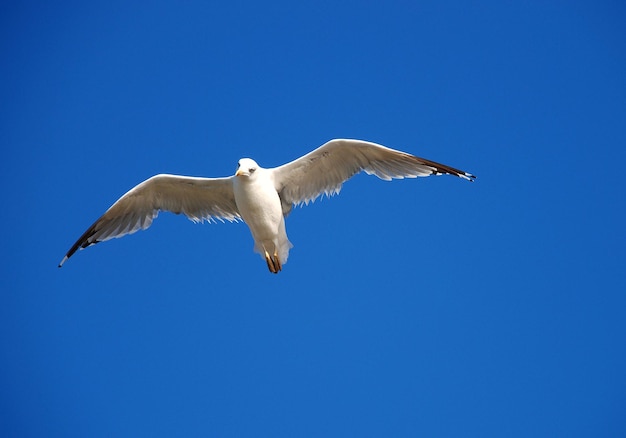 Beautiful seagull on a background blue sky