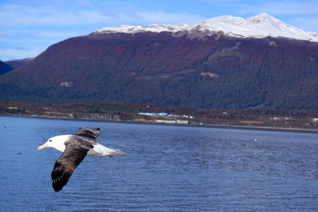 Beautiful seagull flying along with cruise ship on Beagle channel, Ushuaia, Tierra del Fuego, Argentina