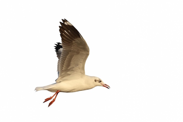 Beautiful seagull flying isolated on white background.