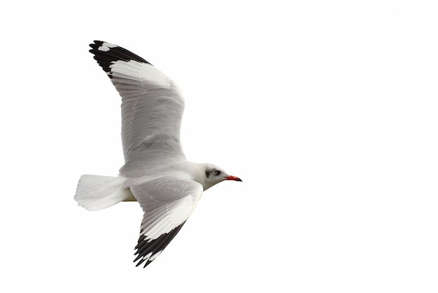 Beautiful seagull flying isolated on white background.