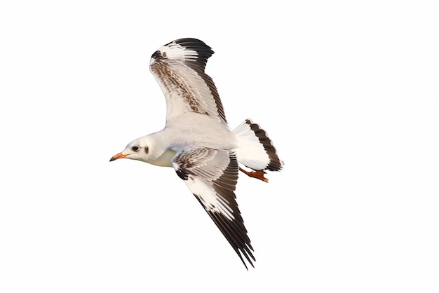 Beautiful seagull flying isolated on white background.