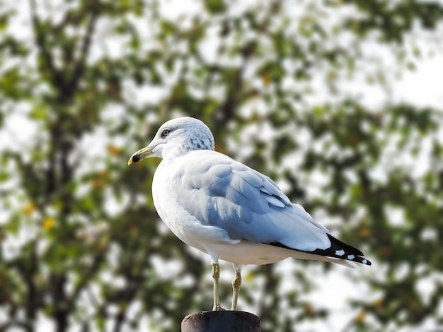 Beautiful Seagull in New York