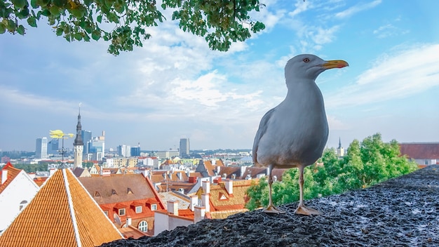 Beautiful seagull with city Tallinn Estonia