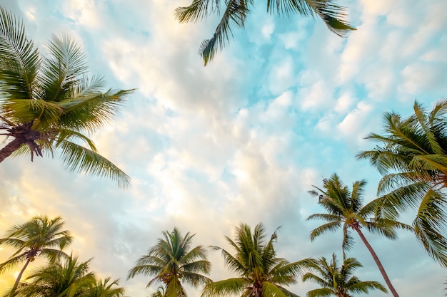 Beautiful seaside tropical beach background. Coconut palm tree and cloud over blue sky. summer vacation background concept. vintage tone