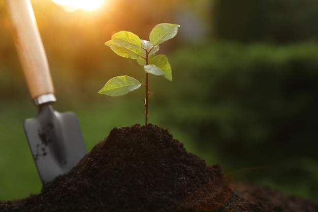 Beautiful seedling growing in fresh soil outdoors closeup Planting tree