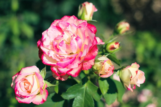 Beautiful selection rose closeup in summer sunny garden romantic floral bakcground or greeting card