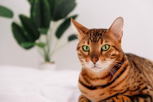 Beautiful serious bengal cat rosette in gold on bed,look at camera,close-up.Copy space