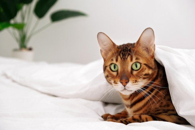 Beautiful serious bengal cat rosette in gold on bed under white warm blanket,look at camera.Cold pet in winter,fall,animal fear,game.Copy space.