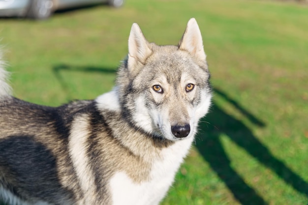 Beautiful serious graywhite dog on a chain for a walk in the pa