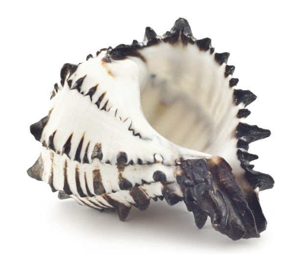 Beautiful shell isolated