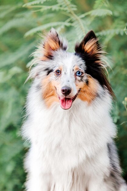 Beautiful Shetland sheepdog at the morning