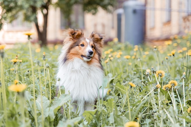 Beautiful Shetland sheepdog Sheltie dog outdoor