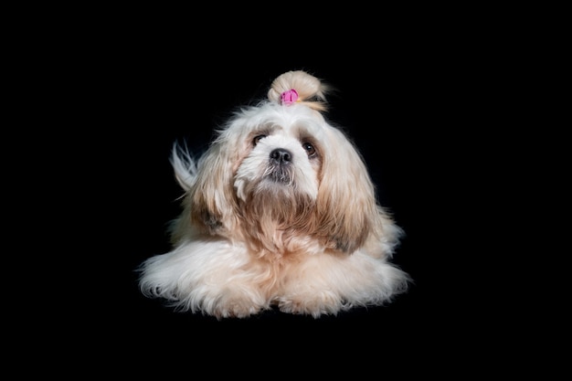 Beautiful Shih tzu show class dog on black background