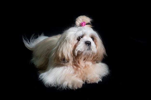 Beautiful Shih tzu show class dog on black background