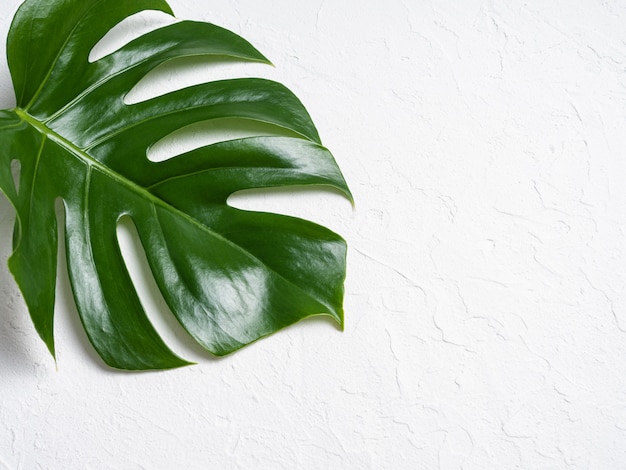 Beautiful shiny Monstera leaves on white background