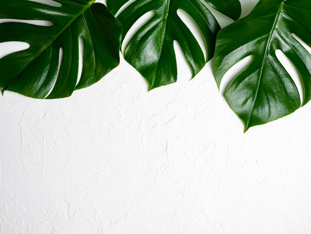 Beautiful shiny Monstera leaves on white background