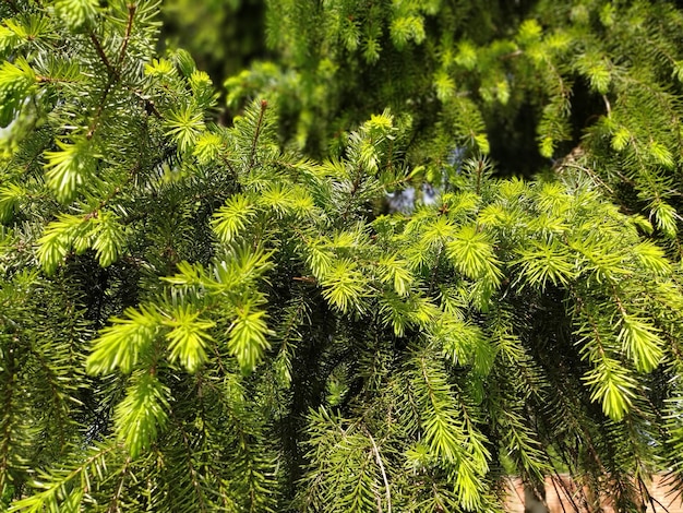 Beautiful shiny spruce branches Natural background Thin coniferous needles Background of Christmas tree branches Partially defocused