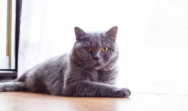 Beautiful shorthaired British cat lying on the floor resting