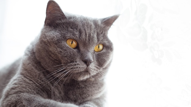 Beautiful shorthaired British cat lying on the floor resting