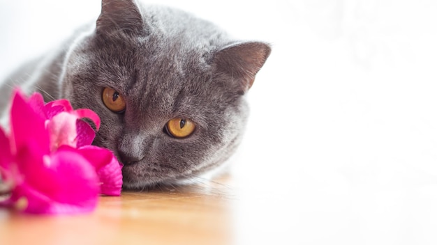 Beautiful shorthaired British cat lying on the floor resting