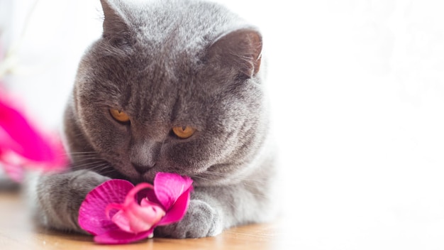 Beautiful shorthaired British cat lying on the floor resting