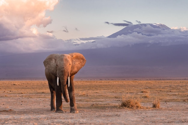 Beautiful shot of an African elephant walking in savanna at sunset