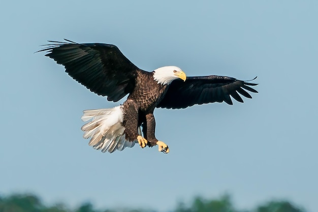 Beautiful shot of a bald eagle flying in the sky