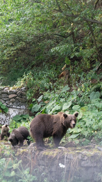 Beautiful shot of a Bear with babies in the forest