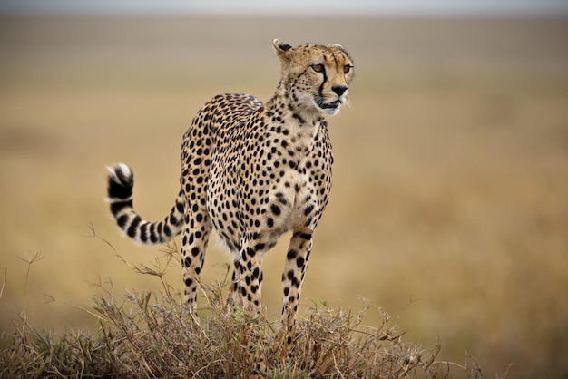 Beautiful shot of a cheetah running on a field in Tanzania