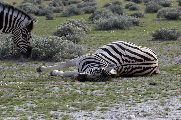 Beautiful shot of a dead zebra in the savanna