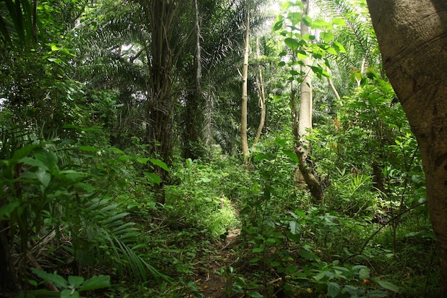 Beautiful shot of a jungle in Sierra Leone West Africa