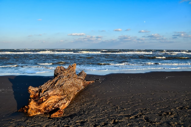 Beautiful shot of a large tree trunk on a beach