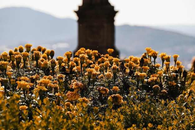 Beautiful shot of Marigold flowers in a garden