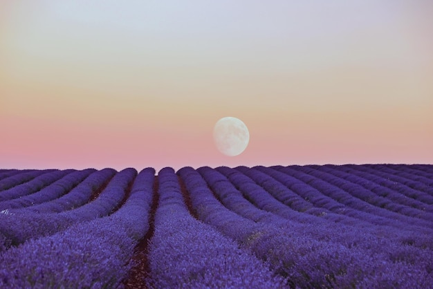 Beautiful shot of a sunset over the blooming lavender field