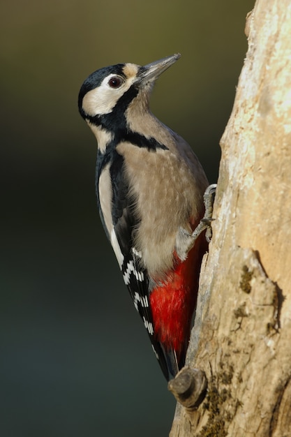 Beautiful shot of a woodpecker bird perched on a tree in the forest