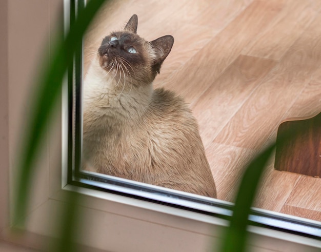 Beautiful siamese cat asks to open the glass door