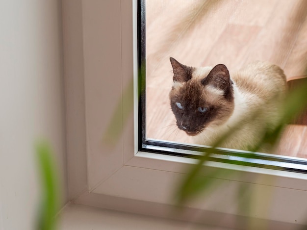 A beautiful Siamese cat looks inside the house through a glass door