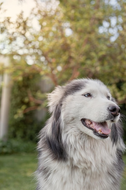 A beautiful Siberian Husky dog lies on a green lawn in the warm season