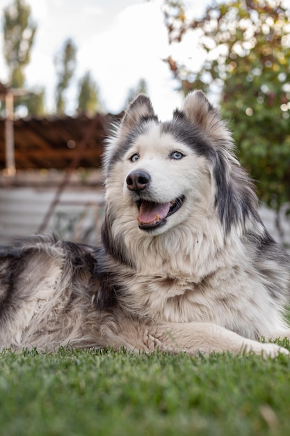 A beautiful Siberian Husky dog lies on a green lawn in the warm season