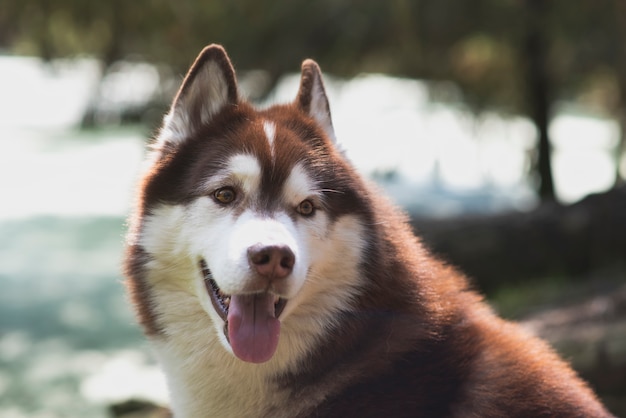 Beautiful siberian husky dog ​​walking in the forest