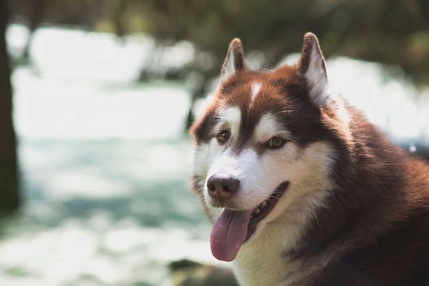 Beautiful siberian husky dog ​​walking in the forest