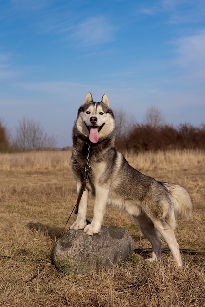 Beautiful Siberian Husky in nature