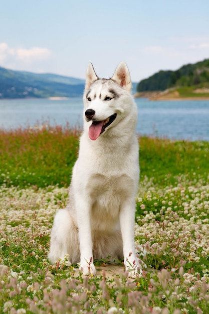 Beautiful Siberian Husky standing on the grass