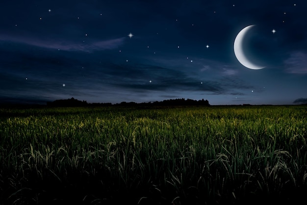 Beautiful silent night landscape in rice field