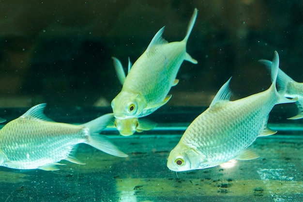 Beautiful silver fish are swimming lightly