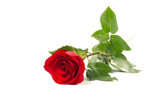 Beautiful single red rose flower isolated on white